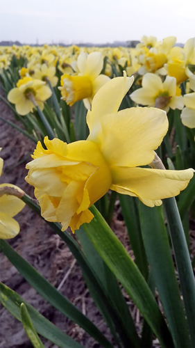 X 100 NARCISSUS MILENA 10/12
