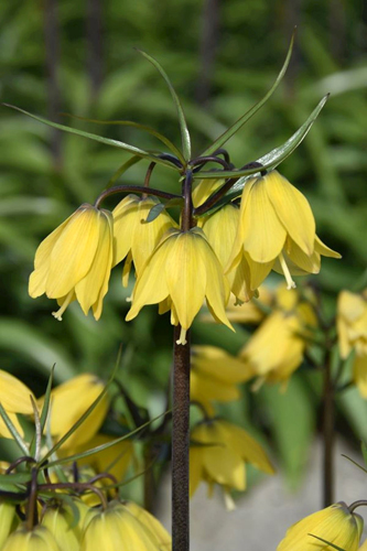 X   25 FRITILLARIA HELENA 24/+