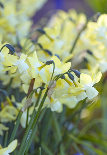 X 100 NARCISSUS MOONLIGHT SENSATION 12/14