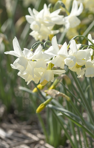 X 100 NARCISSUS STARLIGHT SENSATION 12/14