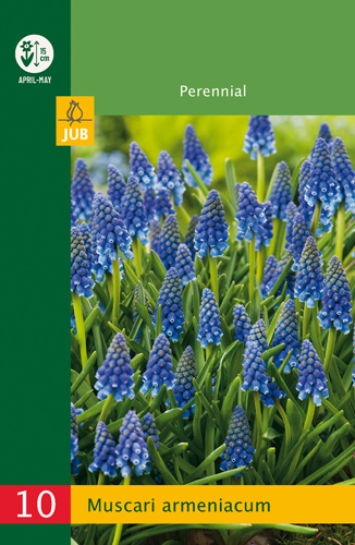 X 10 MUSCARI ARMENIACUM 6/7