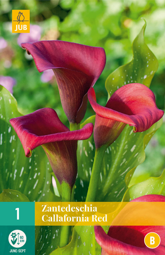 X   1 ZANTEDESCHIA CALLAFORNIA RED 14/16
