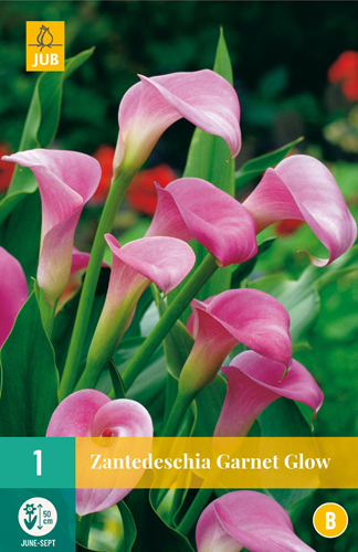 X   1 ZANTEDESCHIA GARNET GLOW 14/16