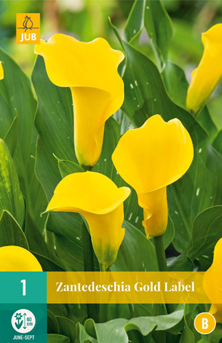 X   1 ZANTEDESCHIA GOLD LABEL 14/16