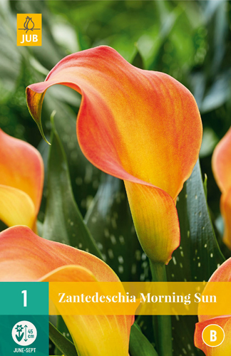 X   1 ZANTEDESCHIA MORNING SUN 14/16