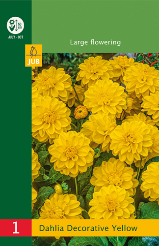 X 1 DAHLIA DECORATIVE BORDER YELLOW I