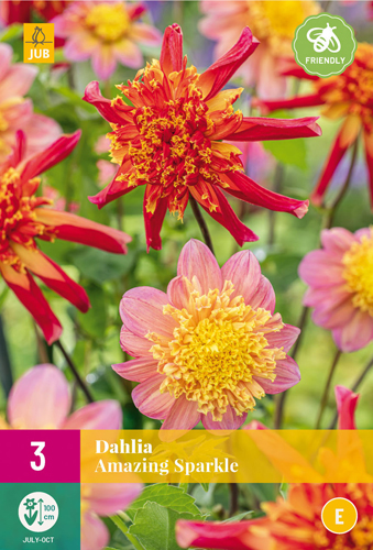 X 3 DAHLIA AMAZING SPARKLE I