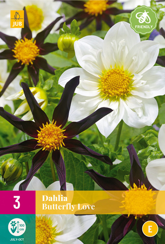 X 3 DAHLIA BUTTERFLY LOVE I