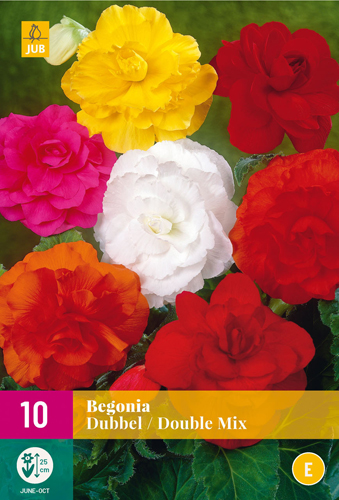 X 10 BEGONIA DOUBLE MIX 3/4
