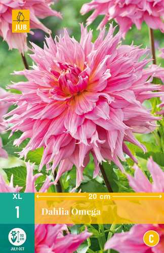 X 1 DAHLIA OMEGA I
