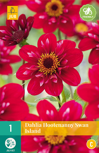 X 1 DAHLIA HOOTENANNY-SWAN ISLAND I