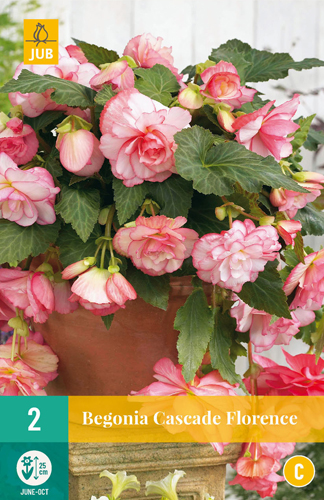 X 2 BEGONIA CASCADE FLORENCE 5/6