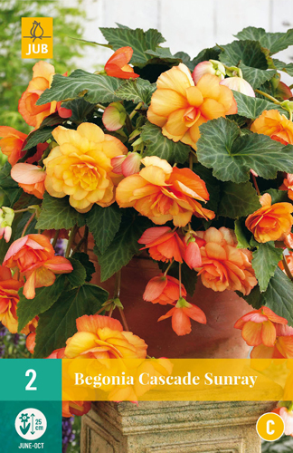 X 2 BEGONIA CASCADE SUNRAY 5/6