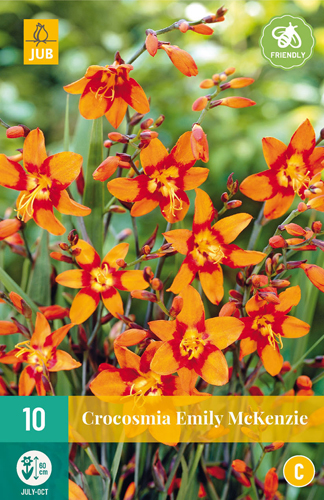 X 10 CROCOSMIA EMILY MCKENZIE  6/+