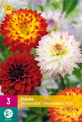 X 3 DAHLIA DECORATIEF MIX I