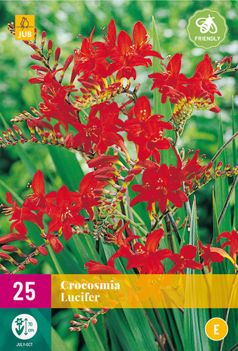 X 25 CROCOSMIA LUCIFER 8/10