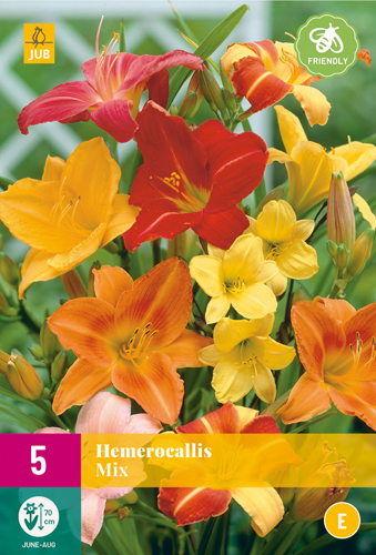 X 5 HEMEROCALLIS MIX I