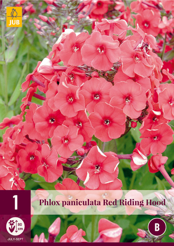 X 1 PHLOX PANICULATA RED RIDING HOOD I
