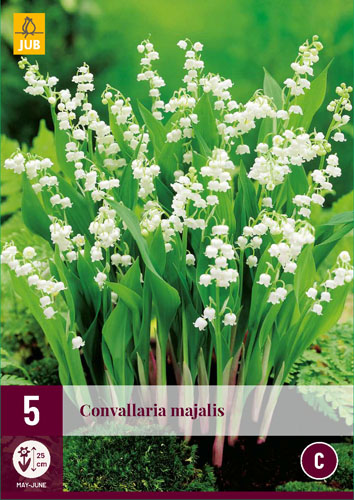 X 5 CONVALLARIA MAJALIS  plg.