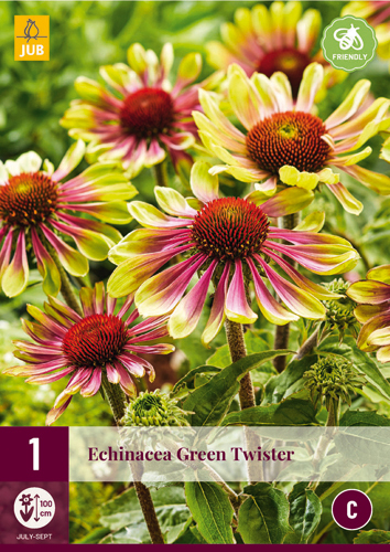 X 1 ECHINACEA GREEN TWISTER I