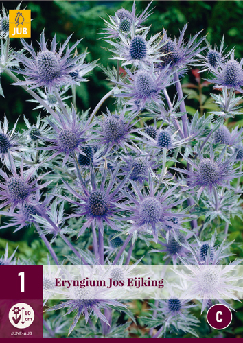 X 1 ERYNGIUM JOS EIJKING I