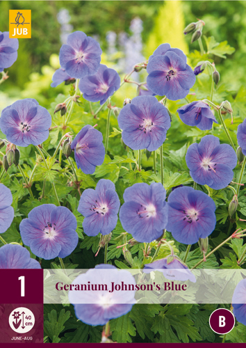 X 1 GERANIUM JOHNSONS BLUE I