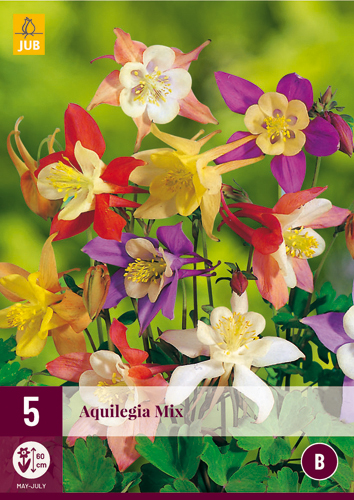 X 5 AQUILEGIA MIX I