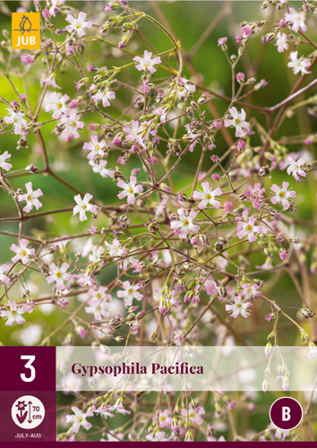 X 3 GYPSOPHILA PACIFICA I