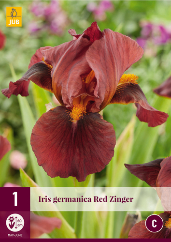 X 1 IRIS GERMANICA RED ZINGER I