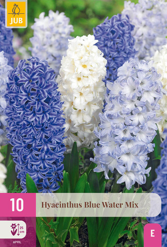 X 10 HYACINTHUS BLUE WATER MIX 14/15