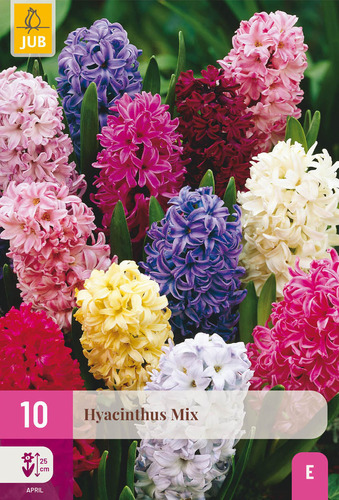 X 10 HYACINTHUS MIX 14/15