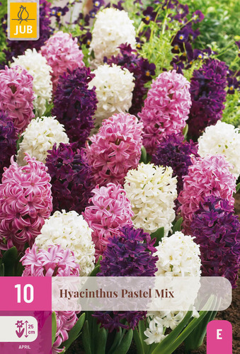 X 10 HYACINTHUS PASTEL MIX 14/15