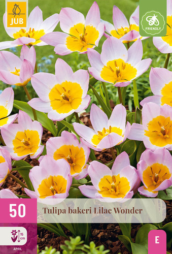 X 50 TULIPA BAKERI LILAC WONDER 5/6
