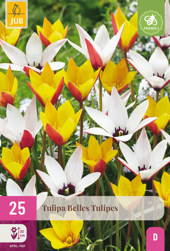 X 25 TULIPA BELLES TULIPES 5/6