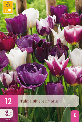 X 12 TULIPA BLUEBERRY MIX 11/12