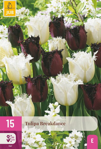 X 15 TULIPA BREAKDANCE 11/12