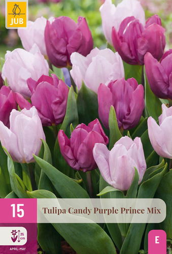 X 15 TULIPA CANDY PURPLE PRINCE MIX 11/12