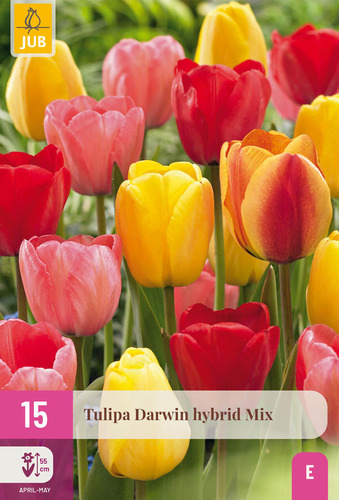 X 15 TULIPA DARWIN HYBRIDE MIX 11/12