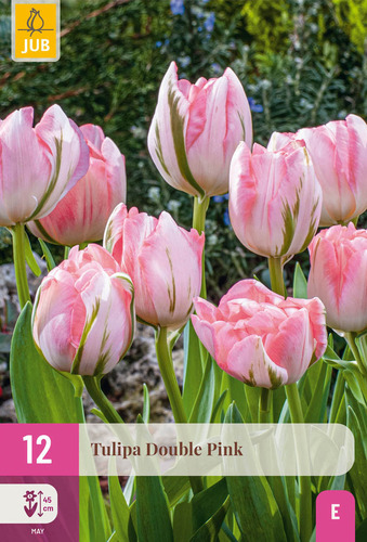 X 12 TULIPA DOUBLE PINK 11/12