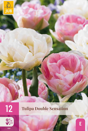 X 12 TULIPA DOUBLE SENSATION 11/12