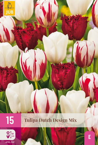 X 15 TULIPA DUTCH DESIGN MIX 11/12