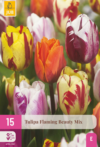 X 15 TULIPA FLAMING BEAUTY MIX 11/12