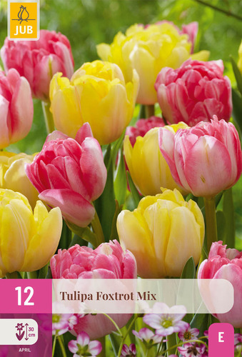X 12 TULIPA FOXTROT MIX 11/12