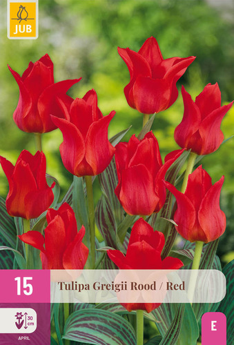X 15 TULIPA GREIGII ROOD 11/12