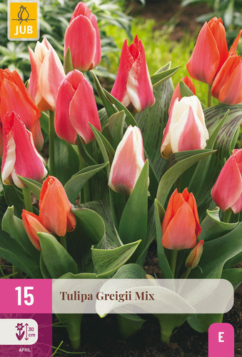 X 15 TULIPA GREIGII MIX 11/12