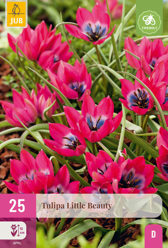 X 25 TULIPA LITTLE BEAUTY 6/+