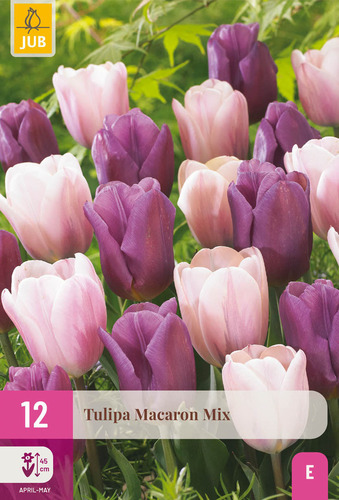 X 12 TULIPA MACARON MIX 11/12
