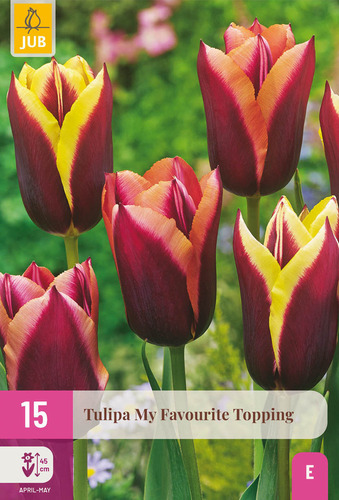 X 15 TULIPA MY FAVOURITE TOPPING 11/12