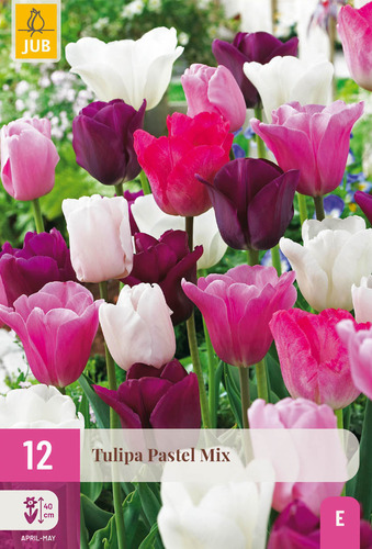 X 12 TULIPA PASTEL MIX 11/12