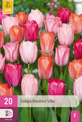 X 20 TULIPA POSITIVE VIBE 11/12